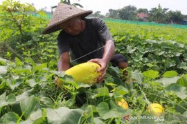 PANEN TIMUN SURI Page 1 Small