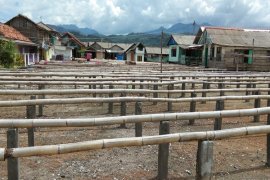 Perajin ikan asin berhenti produksi karena angin kencang