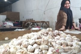 Harga bawang putih di Samarinda turun