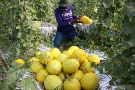 Panen buah Melon Apollo