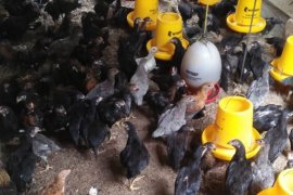 Peternak ayam kampung keluhkan penyakit unggas  musim pancaroba