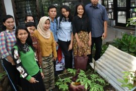 Akademisi sebut bunga bangkai butuh lima tahun untuk mekar