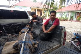 BKSDA Agam lepasliarkan buaya muara tangkapan warga