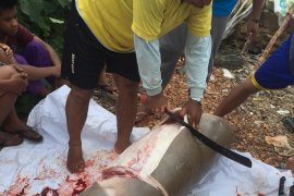 Seekor duyung terjerat jaring nelayan