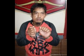 Polres Barut tangkap DPO pencuri sapi di perkebunan sawit
