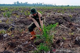 Begini Perjuangan BBKSDA Riau hancurkan ratusan sawit di Cagar Biosfer