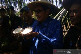 Dosen UMP menggunakan teknologi kultur jaringan kembangkan kelapa kopyor