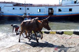 Pengiriman sapi potong dari Madura ke Situbondo meningkat 40 persen (Video)