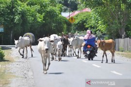 Ternak berkeliaran di jalan Page 1 Small