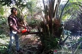 120 pohon sawit liar di Taman Nasional Zamrud dimusnahkan!