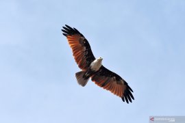 Wah, Anakan Elang Bondol dibanderol Rp4 juta di pasar gelap