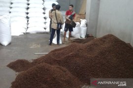 Petani cengkih di Ambon mengeluh harga  turun