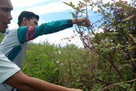 Mahasiswa Unimed ciptakan tanaman andaliman menjadi bahan parfum