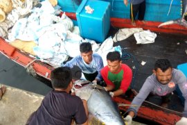 Aceh ekspor enam ton ikan segar lewat laut ke  Thailand