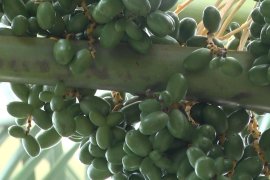 Pohon kurma berbuah di Masjid Agung Al Barkah Bekasi