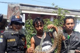Libur Lebaran, Warga Medayu Utara Surabaya temukan ular sanca