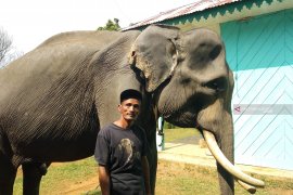 Mereka yang berlebaran bersama gajah