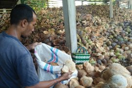 Lebaran, permintaan kelapa dari Desa Sulang Klungkung meningkat