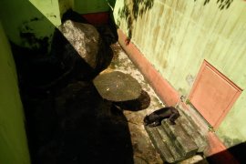 Pengecekan kesehatan beruang madu yang viral