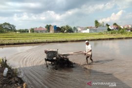 DP3 Sleman imbau petani tidak paksakan menanam padi saat kemarau
