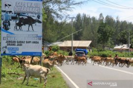 TERNAK SAPI ANCAM KESELAMATAN PENGGUNA JALAN Page 1 Small