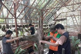 KPH Tabalong selamatkan anggrek Meratus agar tak punah