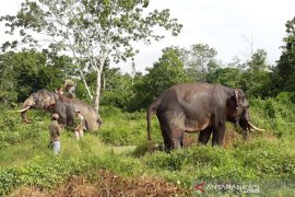 Waduh, 11 ekor gajah liar bergerak dekati permukiman warga di Riau