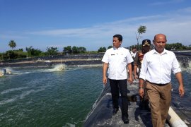 Belasan tambak udang vaname Padang Pariaman tidak memiliki izin