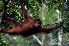 Lepas liar orangutan Sumatra