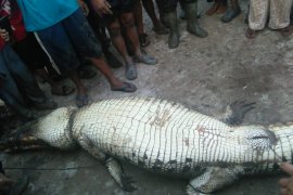 Buaya yang terkam warga Siak ditangkap, isi perutnya mengejutkan