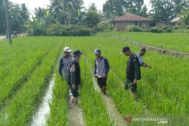 Mahasiswa Polbangtan ikuti sekolah lapang di Simalungun