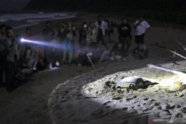 Penyu Hijau Bertelur Di Sukamade