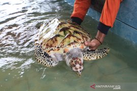 KONSERVASI PENYU PESISISR SELATAN