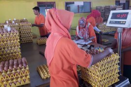 Berbagai prosedur untuk memasuki Peternakan Telur Herbal Page 6 Small