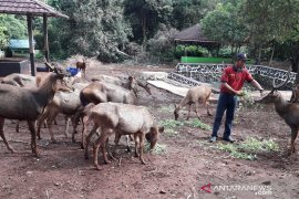 Penangkaran rusa Sambar