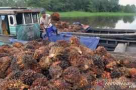 Harga CPO naik Rp215 per kilogram