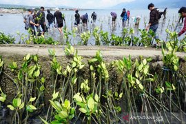 Tanam mangrove di lokasi bekas tsunami Page 3 Small