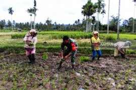 Babinsa Koramil 03/Sipirok dampingi petani tanam padi sawah