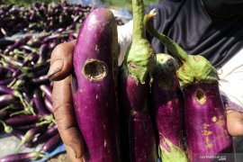 Terong diserang hama ulat