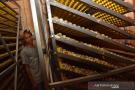 Penetasan Telur Puyuh