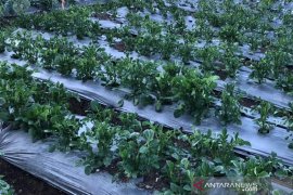 Lahan hortikutura seluas 17 hektare di Dieng diperkirakan terdampak embun upas