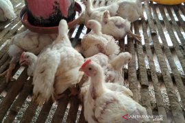 Harga ayam potong di Baturaja anjlok