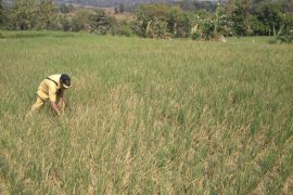 Belasan hektare sawah di Cirebon terancam gagal panen akibat kekeringan