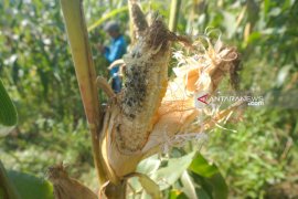 Hama tikus serang tanaman jagung petani lereng Gunung Wilis