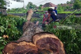 JPIK: Polisi belum tindak lanjuti kasus pembalakan kayu sonokeling