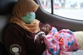 Orangutan korban penyelundupan di Riau dikirim ke Sibolangit