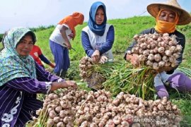 Puspa Agro gandeng gapoktan kembangkan pembibitan bawang putih