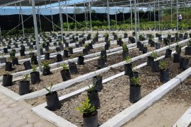 PT Tirta Sibayakindo raih penghargaan Kemen LHK atas konservasi di DTA Danau Toba