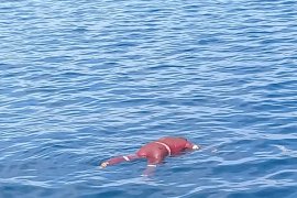 Satu korban kapal tenggelam ditemukan