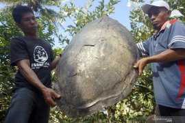Cangkang penyu hijau langka